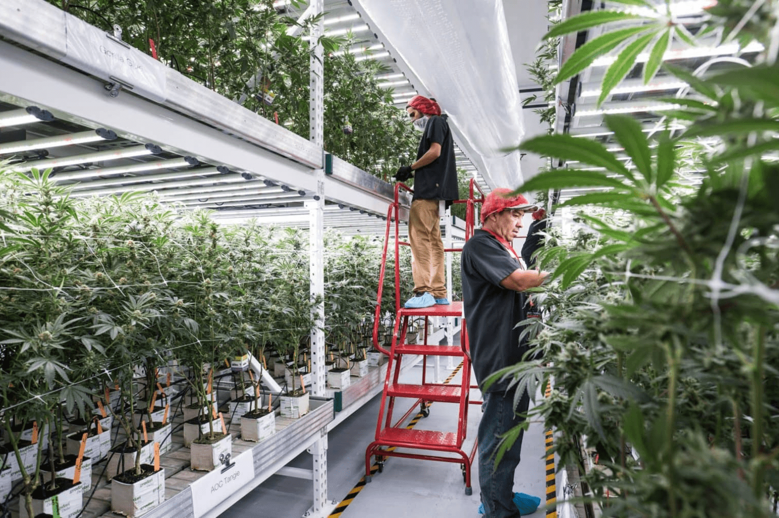 challenges-in-cannabis-industry