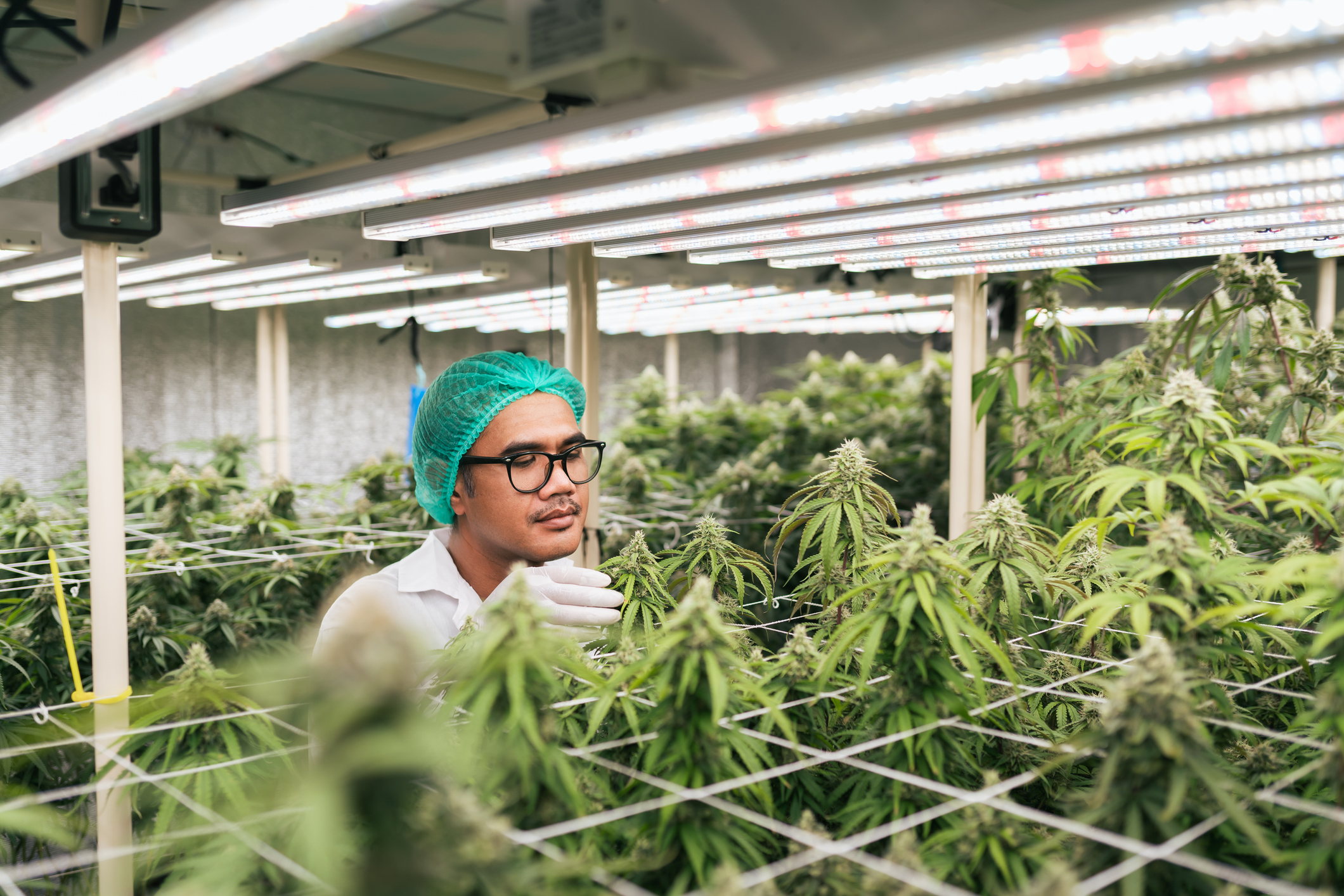 Cannabis farming facility