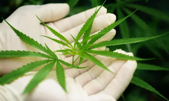 advanced-protection-systems-for-cannabis-facilities